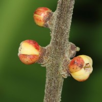 Aphanamixis polystachya (Wall.) R.Parker